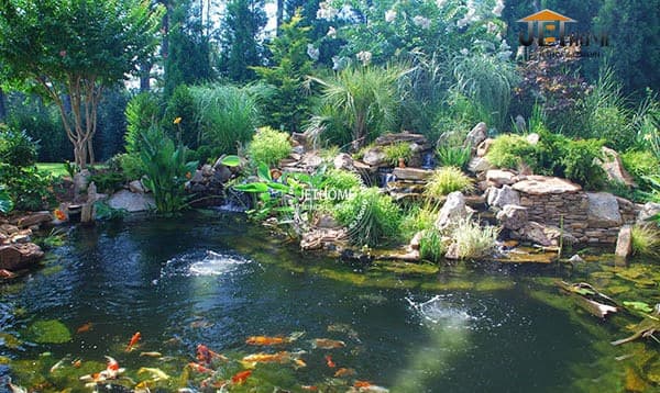 canh-quan-ho-ca-koi-dung-ky-thuat (12)